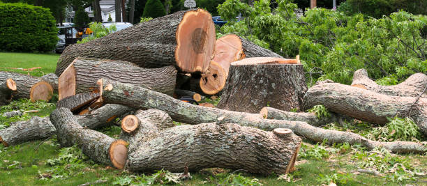 How Our Tree Care Process Works  in  Theresa, WI