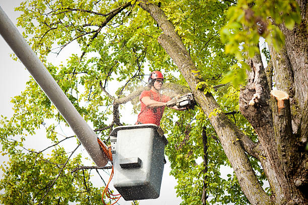 Theresa, WI Tree Services Company